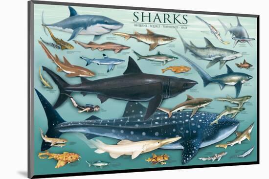 Sharks-null-Mounted Premium Giclee Print