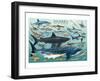 Sharks-null-Framed Art Print