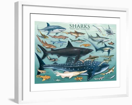 Sharks-null-Framed Art Print