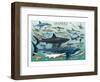 Sharks-null-Framed Art Print