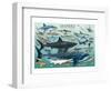 Sharks-null-Framed Art Print