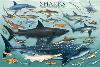 Sharks-null-Lamina Framed Poster