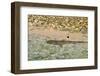 Sharks-Styve-Framed Photographic Print