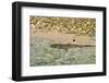 Sharks-Styve-Framed Photographic Print