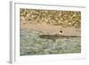 Sharks-Styve-Framed Photographic Print