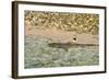 Sharks-Styve-Framed Photographic Print