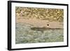 Sharks-Styve-Framed Photographic Print