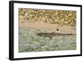 Sharks-Styve-Framed Photographic Print