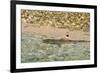 Sharks-Styve-Framed Photographic Print