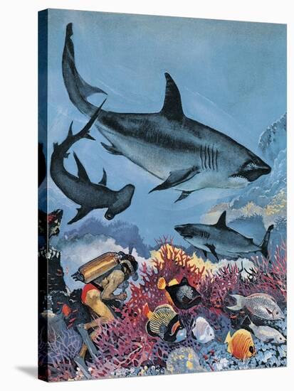 Sharks-G. W Backhouse-Stretched Canvas