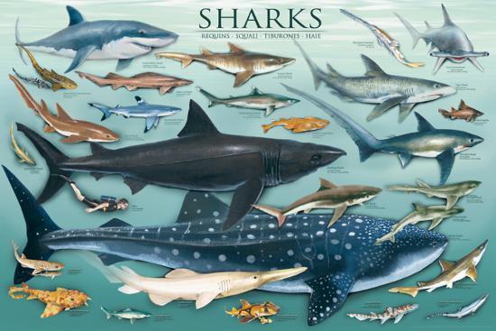 Poster, , large