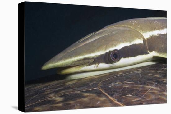 Sharksucker on Turtle (Echeneis Naucrates), Marsa Alam, Red Sea, Egypt-Reinhard Dirscherl-Stretched Canvas