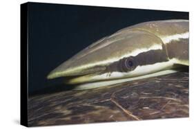 Sharksucker on Turtle (Echeneis Naucrates), Marsa Alam, Red Sea, Egypt-Reinhard Dirscherl-Stretched Canvas