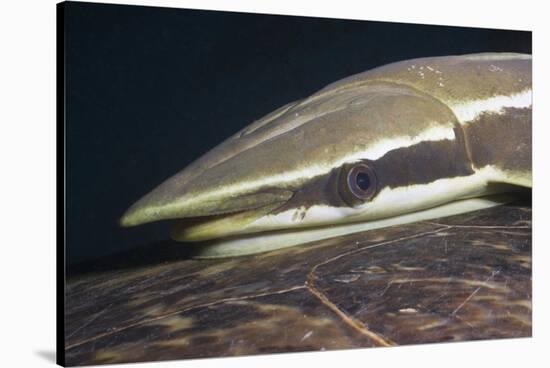 Sharksucker on Turtle (Echeneis Naucrates), Marsa Alam, Red Sea, Egypt-Reinhard Dirscherl-Stretched Canvas