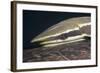 Sharksucker on Turtle (Echeneis Naucrates), Marsa Alam, Red Sea, Egypt-Reinhard Dirscherl-Framed Photographic Print