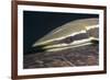 Sharksucker on Turtle (Echeneis Naucrates), Marsa Alam, Red Sea, Egypt-Reinhard Dirscherl-Framed Photographic Print