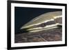 Sharksucker on Turtle (Echeneis Naucrates), Marsa Alam, Red Sea, Egypt-Reinhard Dirscherl-Framed Photographic Print