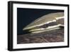 Sharksucker on Turtle (Echeneis Naucrates), Marsa Alam, Red Sea, Egypt-Reinhard Dirscherl-Framed Photographic Print