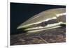 Sharksucker on Turtle (Echeneis Naucrates), Marsa Alam, Red Sea, Egypt-Reinhard Dirscherl-Framed Photographic Print