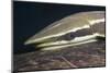 Sharksucker on Turtle (Echeneis Naucrates), Marsa Alam, Red Sea, Egypt-Reinhard Dirscherl-Mounted Photographic Print