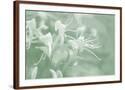 Chelsea Espresso