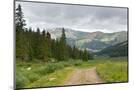 Wood Mount