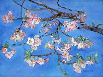 Cherry Blossoms-Sharon Pitts-Laminated Giclee Print