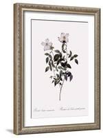 Sharp China Rose-Pierre Joseph Redoute-Framed Giclee Print