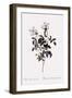 Sharp China Rose-Pierre Joseph Redoute-Framed Giclee Print