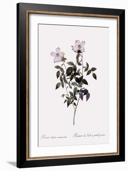 Sharp China Rose-Pierre Joseph Redoute-Framed Giclee Print