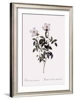 Sharp China Rose-Pierre Joseph Redoute-Framed Giclee Print
