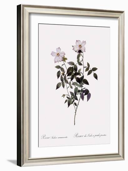 Sharp China Rose-Pierre Joseph Redoute-Framed Giclee Print