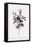 Sharp China Rose-Pierre Joseph Redoute-Framed Stretched Canvas