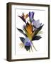 Sharp Flowers-Hiroyuki Izutsu-Framed Giclee Print