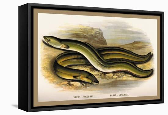 Sharp-Nosed Eel and Broad-Nosed Eel-A.f. Lydon-Framed Stretched Canvas