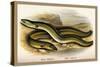Sharp-Nosed Eel and Broad-Nosed Eel-A.f. Lydon-Stretched Canvas