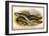Sharp-Nosed Eel and Broad-Nosed Eel-A.f. Lydon-Framed Art Print