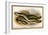 Sharp-Nosed Eel and Broad-Nosed Eel-A.f. Lydon-Framed Art Print