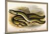 Sharp-Nosed Eel and Broad-Nosed Eel-A.f. Lydon-Mounted Art Print