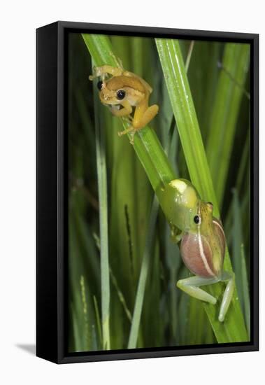 Sharp-Nosed Reed Frog Calling and Ethiopian Banana-null-Framed Stretched Canvas