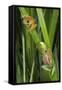 Sharp-Nosed Reed Frog Calling and Ethiopian Banana-null-Framed Stretched Canvas