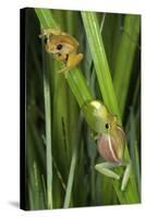 Sharp-Nosed Reed Frog Calling and Ethiopian Banana-null-Stretched Canvas