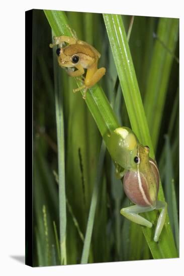 Sharp-Nosed Reed Frog Calling and Ethiopian Banana-null-Stretched Canvas