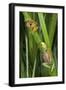 Sharp-Nosed Reed Frog Calling and Ethiopian Banana-null-Framed Premium Photographic Print