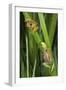 Sharp-Nosed Reed Frog Calling and Ethiopian Banana-null-Framed Premium Photographic Print