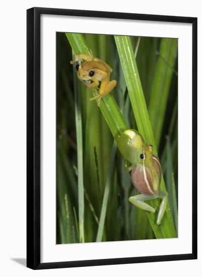 Sharp-Nosed Reed Frog Calling and Ethiopian Banana-null-Framed Photographic Print