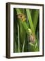 Sharp-Nosed Reed Frog Calling and Ethiopian Banana-null-Framed Photographic Print