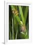 Sharp-Nosed Reed Frog Calling and Ethiopian Banana-null-Framed Photographic Print