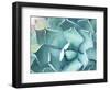 Sharp Pointed Agave Plant Leaves-kenny001-Framed Photographic Print