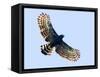 Sharp-shinned hawk (Accipiter striatus) in flight, Sarapiqui, Costa Rica-Panoramic Images-Framed Stretched Canvas